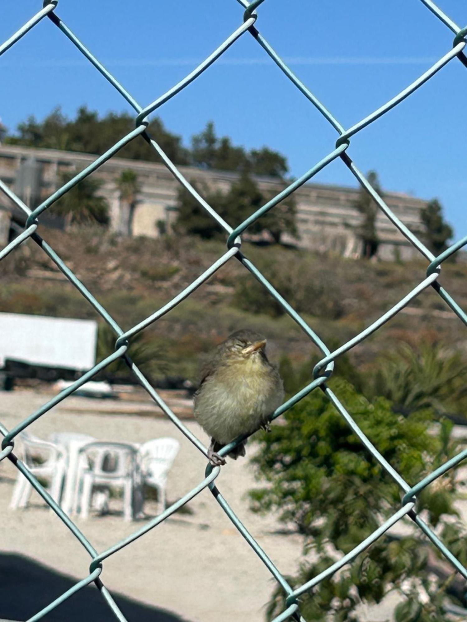 דירות ארונה Casa Mirador מראה חיצוני תמונה